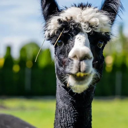 Caloroczne Goralskie Kluszkowce-czorsztyn Kluszkowce